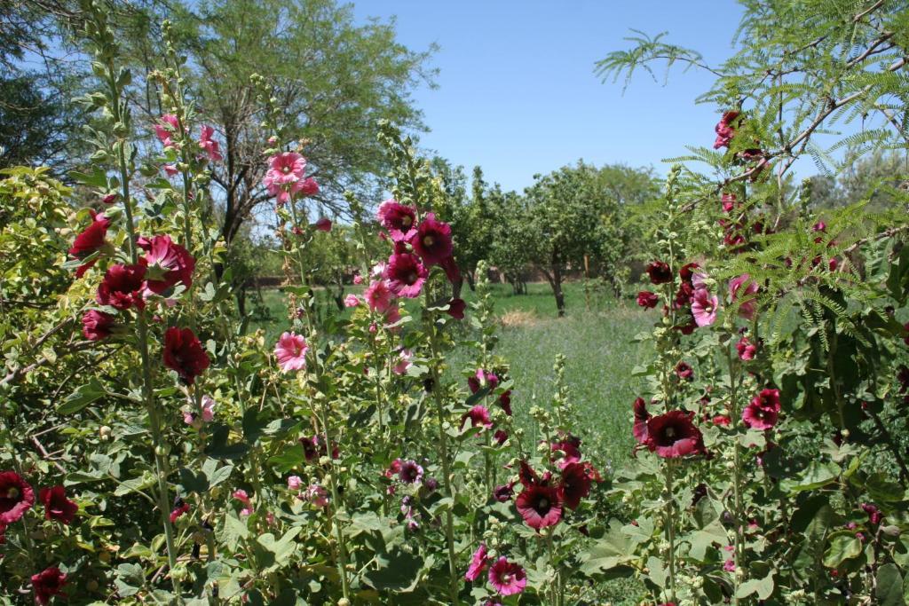Quinta Adela Bed & Breakfast San Pedro de Atacama Luaran gambar